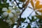 Beautiful white plumerias bouquet on tree background,blue sky background