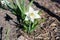 Beautiful White Poet`s Daffodil Photographed in Finland