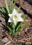 Beautiful White Poet`s Daffodil Photographed in Finland