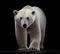 Beautiful white polar bear on a black background. Generated AI