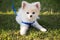 Beautiful white pomeranian puppy purebred green grass