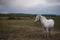 Beautiful white pony on the field in the village. Cloudy weather