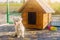 Beautiful white pooch dog near the booth on a sunny day. House for an animal. Selective focus