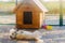 Beautiful white pooch dog near the booth on a sunny day. House for an animal. Selective focus