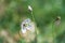 Beautiful white poppy flower, green grass background, nature outdoors, meadow with wild flowers close-up