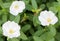 Beautiful white portulaca oleracea flower for background.