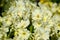 Beautiful white primula pubescens flowers in summer