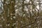 Beautiful white prunus flowers on bare branches, selective focus