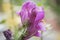 The Beautiful White-Purple Antirrhinum majus in The Spring, Garden Snapdragon