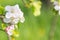 Beautiful white and purple apple blossoms in front of green spring background