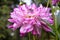 Beautiful white purple dahlia in the garden