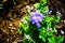 Beautiful white purple of Eupatorium megalophyllum mist plant flower at a botanical garden.