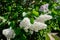 Beautiful white and purple lilac inflorescences with green foliage. Spring flowering of trees