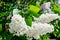 Beautiful white and purple lilac inflorescences with green foliage. Spring flowering of trees