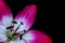 Beautiful white and purple lily flower on black background
