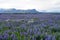 Beautiful white and purple lupines in Iceland.