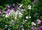 Beautiful white and purple petunia flowers in summer garden