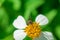 Beautiful white pyrethrum flowers Bee