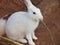 A beautiful white rabbit eating stick of a plant