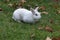 Beautiful white rabbit on a greeny lawn.