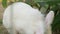 beautiful white rabbit hare eats grass, sits on ground. Biopark, animals in nature. Business tourism, small rodent