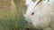 beautiful white rabbit hare eats grass, sits on ground. Biopark, animals in nature. Business tourism, small rodent