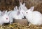 Beautiful white rabbits, animal farm