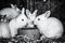 Beautiful white rabbits, big ears, colorless