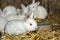 Beautiful white rabbits, big ears and red eyes