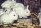 Beautiful white rabbits, red filter