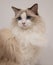 Beautiful white ragdoll cat with mesmerizing blue eyes on the white background