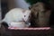 A beautiful white rat with a sweet candy striped white - red. New