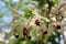 Beautiful white and red Oncidium orchid.