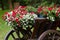 Beautiful white and red petunia flowers Petunia hybrida in  pots
