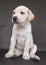 A beautiful white rescued puppy sit on a background black