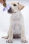 A beautiful white rescued puppy sit on a background white with a rose