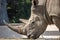 Beautiful white rhinos in a paddock