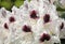 Beautiful white rhododendron