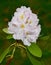 Beautiful white rhododendron flower cluster