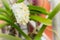 Beautiful White Rhynchostylis Gigantea Orchid. White Orchid (Rhynchostylis gigantea flower) in nature background