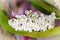 Beautiful White Rhynchostylis Gigantea Orchid. White Orchid (Rhynchostylis gigantea flower) in nature background