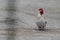 Beautiful white rooster with black coloring proudly sings in the yard