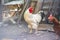 Beautiful white rooster, breeding chickens in households, a large rooster stands on the ground in the yard