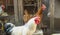 Beautiful white rooster, breeding chickens in households, a large rooster stands on the ground in the yard