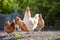 Beautiful white rooster in the company with chickens. The farmer yard with poultry. Fauna agriculture village