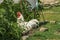 Beautiful white rooster with a red crest on head is standing close to sprouts of tomatoes in the courtyard of a village house on a