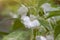Beautiful white rose balsam, garden balsam, Impatiens balsamina or Touch Me Not bloom in the garden.