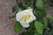 A beautiful white rose blossomed on a rosebush.