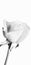 Beautiful white rose buds blooming with a white background