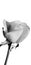 Beautiful white rose buds blooming with a white background